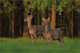 <p>JELEN LESNÍ (Cervus elaphus) Šluknovsko - Valdek ---- /Red deer - Rothirsch/</p>